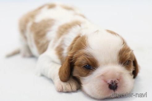 成約済の神奈川県のキャバリアキングチャールズスパニエル-369829の2枚目